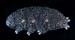 Tardigrades-E02