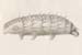 Tardigrades-F05