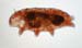 Tardigrades-G08
